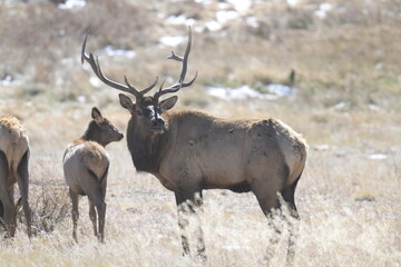 male elk with large antlers standing on a snowy field in winter looking into the distance in the Rocky Mountains National Park