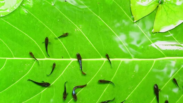 Guppy and Red swordtail Fish swim on a green leaf.