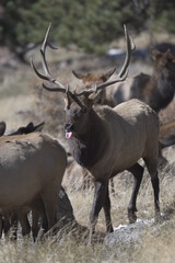 stag with tongue out with herd of deer walking in winter on the Rocky Mountains 