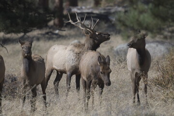 herd of deer standing by a forest in winter on the Rocky Mountains