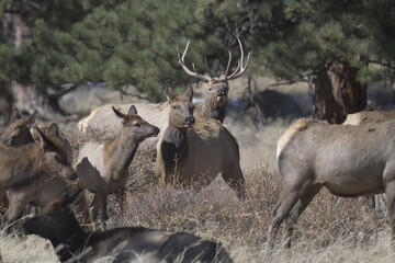 herd of deer standing by a forest in winter on the Rocky Mountains