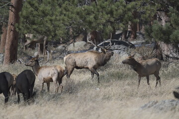 herd of deer standing by a forest in winter on the Rocky Mountains