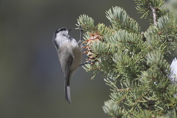 Mountain Chickadee standing on a pine tree on the Rocky Mountains