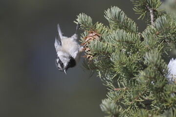 Mountain Chickadee standing on a pine tree on the Rocky Mountains