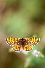 Papillon insecte volant dans une prairie