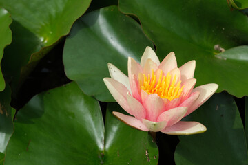 Beautiful flowers on the lake