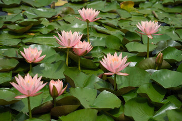 beautiful flowers in the water