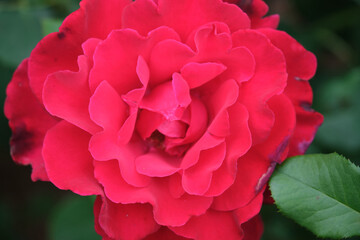 Obraz premium beautiful roses in botanical garden