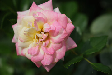 beautiful roses in botanical garden