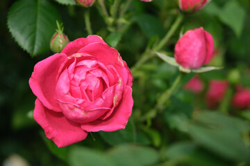 beautiful roses in botanical garden
