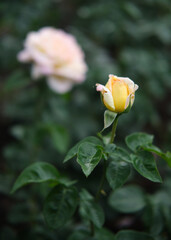 beautiful roses in botanical garden