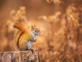 Naklejka na ściany i meble Red Squirrel sitting on a stump in bright fall colours in Ontario, Canada