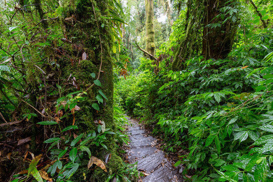 Trail walking in the rainforest