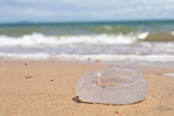 Fototapeta na wymiar dead jelly fish on a beach
