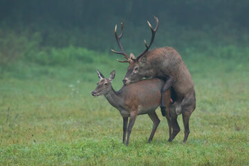 Two red deer, cervus elaphus, mating on meadow in autumn mist nature. Pair of brown mammals...