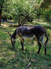 Naklejka na ściany i meble a donkey eats grass on a lawn in a recreation park