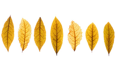 Lorbeerblatt, Lorbeerbläter, getrocknet, Gewürz, Lauraceae,
Heilpflanze, Gewürzpflanze,...