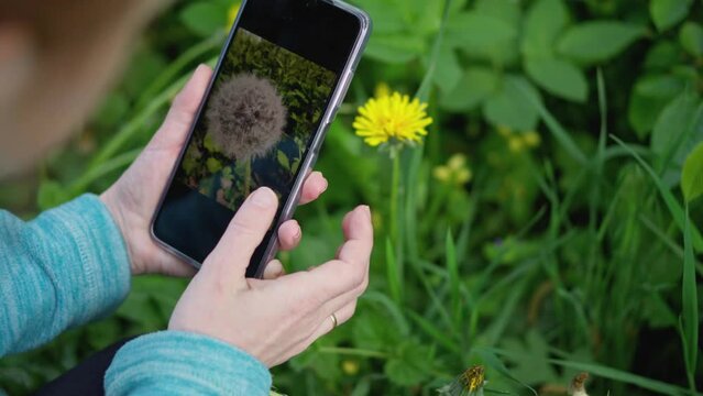 Young beautiful woman blowing on a ripe dandelion whose seeds are flying around. Dandelion flower in nature in the hands of a girl. Takes pictures on the phone.