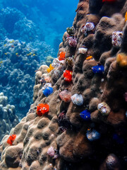 Fototapeta na wymiar coral reef and colorful Christmas tree worms
