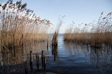 Foto auf Leinwand reeds on the lake © Sergio