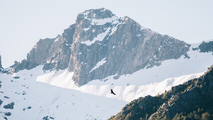 Condor Andino y montaña