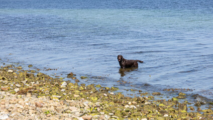 Black wet dog bathes in the sea