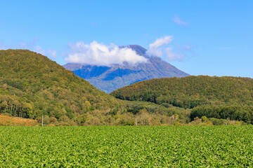 晴天での畑と羊蹄山「秋の北海道」