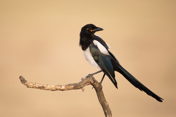 Eurasian magpie, pica pica, sitting on wood in autumn wilderness. Bird with black and white feather looking on branch. Feathered animal observing on bough.