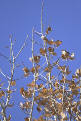 branches of a tree in winter against a clear blue sky