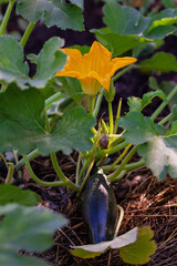 Yellow bright blooming large zucchini flowers in the garden. Close up.