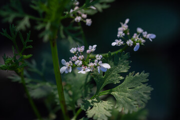 Delicate coriander flowers. Beautiful pictures of garden flowers. Close up. Garden.