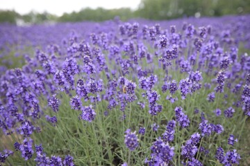 Naklejka premium Lavender field in Furano, Hokkaido f road