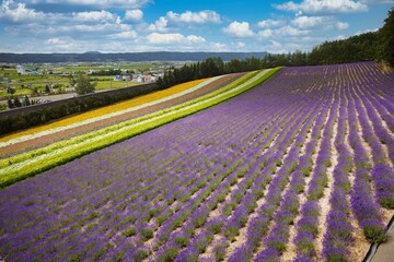 Fototapeta na wymiar Lavender field in Furano, Hokkaido f road
