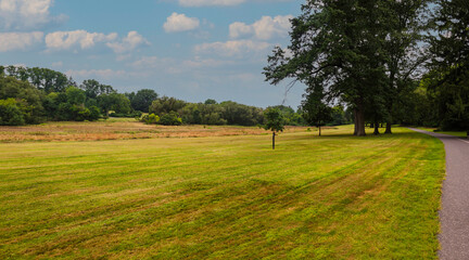 landscape in the summer