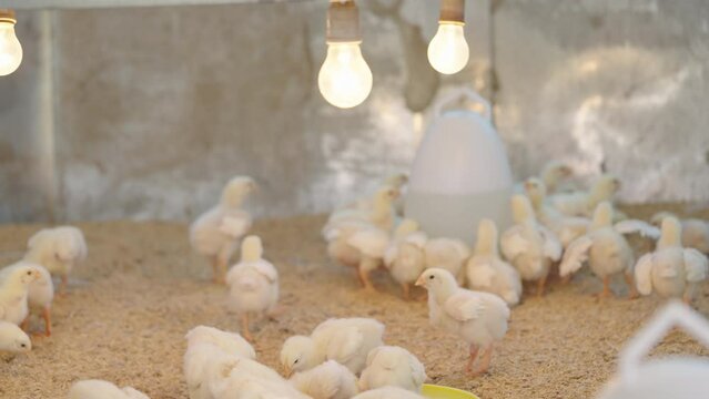 Chicks farm are in kindergarten and eating food.