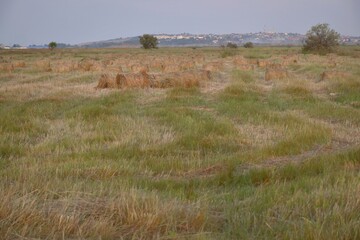 Haystacks rolled up in bales in the fields of kuban. - obrazy, fototapety, plakaty