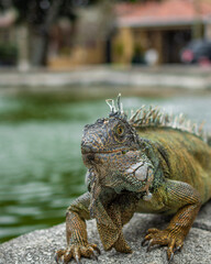 IGUANA VERDE CAMINADO POR EL FILO DE UNA PILETA EN EL DIA