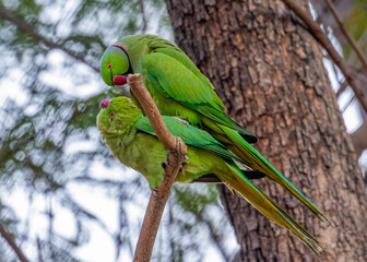 A Pair of parakeet sitting