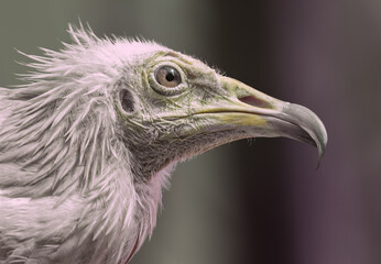 A Eurasian Vulture head shot