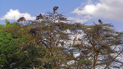Vultures at tree Africa