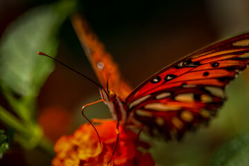 butterfly on a flower