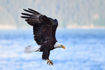 An American Bald Eagle (Haliaeetus leucocephalus)  searching for food in Seward, Alaska.