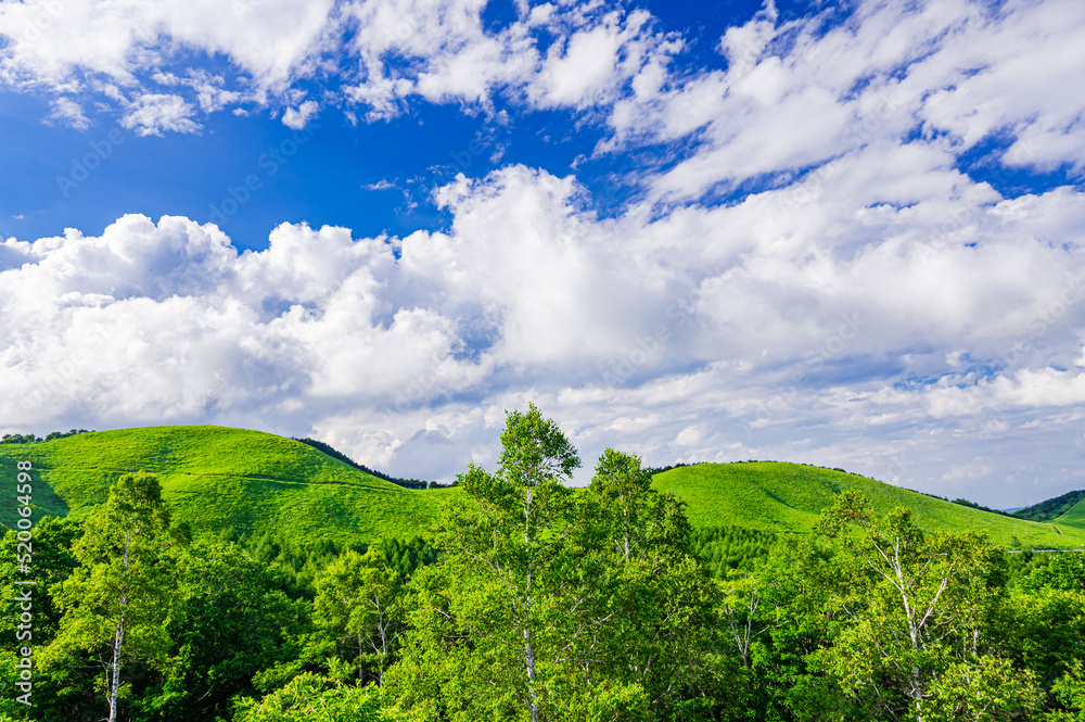 Canvas Prints 夏の青空と自然風景