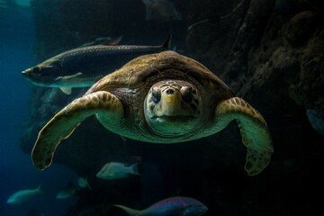 green sea turtle swimming