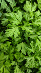A garden bed with parsley.