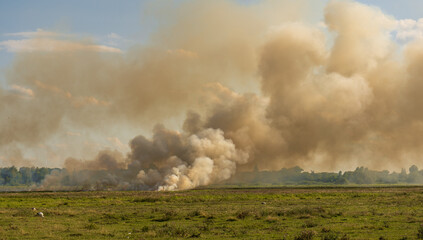 Fototapeta na wymiar Field fire damages nature, burning grass, natural fires