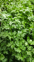 A garden bed with parsley. - 520065123