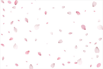 Sakura petals background. Cherry petals backdrop
