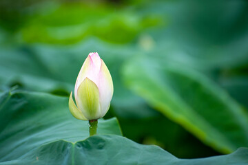 pink lotus flower in the garden