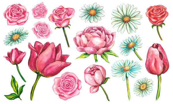 Set of watercolor floral illustrations. Collection of individual plant elements - for bouquets, cards, posters, wreaths, wedding invitations, birthdays, congratulations, post and banner decoration